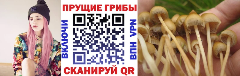 купить наркотик  ссылка на мегу tor  Псилоцибиновые грибы мицелий  Мышкин 